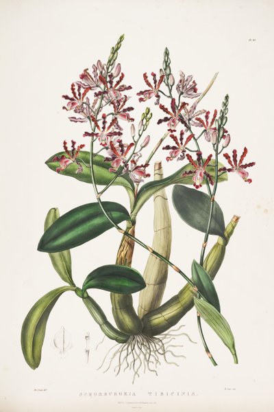 Illustration of Myrmecophila tibicinis as syn. Schomburgkia tibicinis by James Bateman